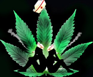 cannabis